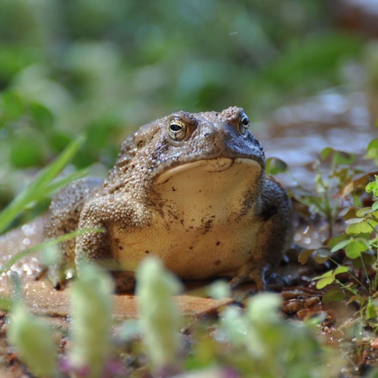 Common Frog (Rana temporaria)