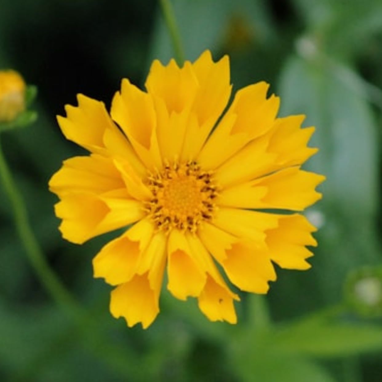 Tickseed
