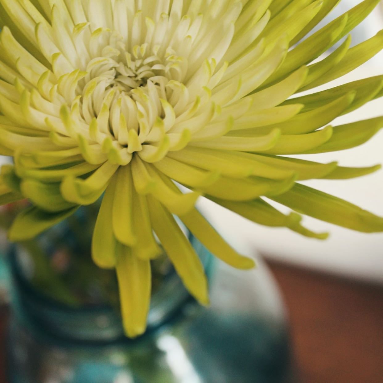 Green Zinnia