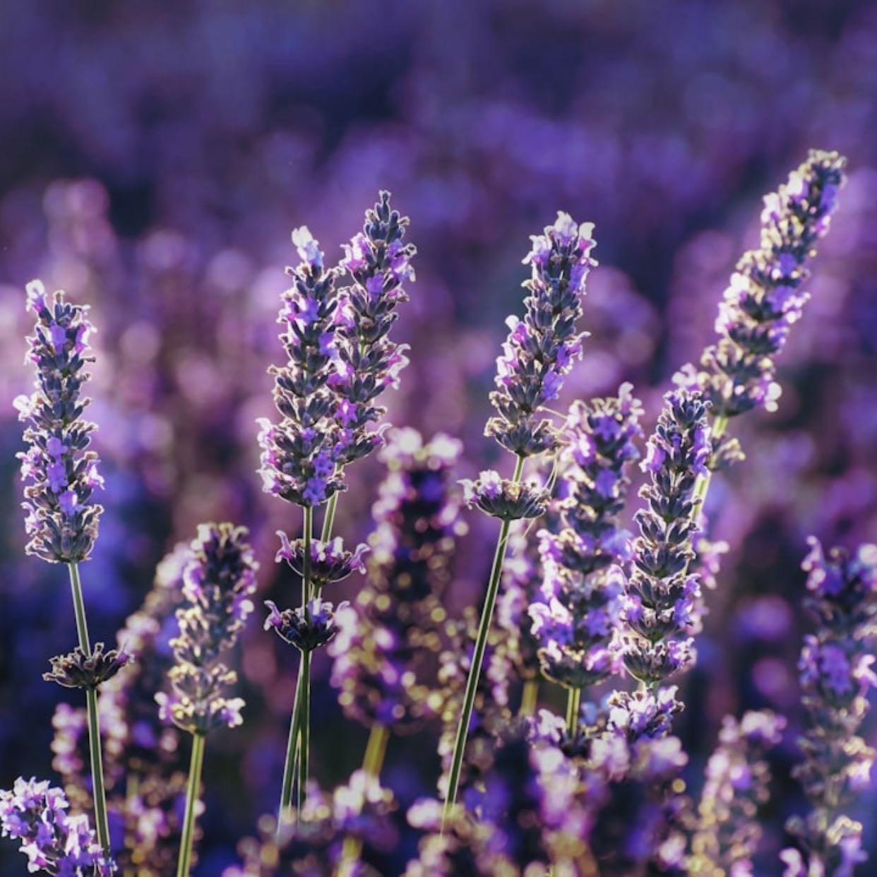 Lavender