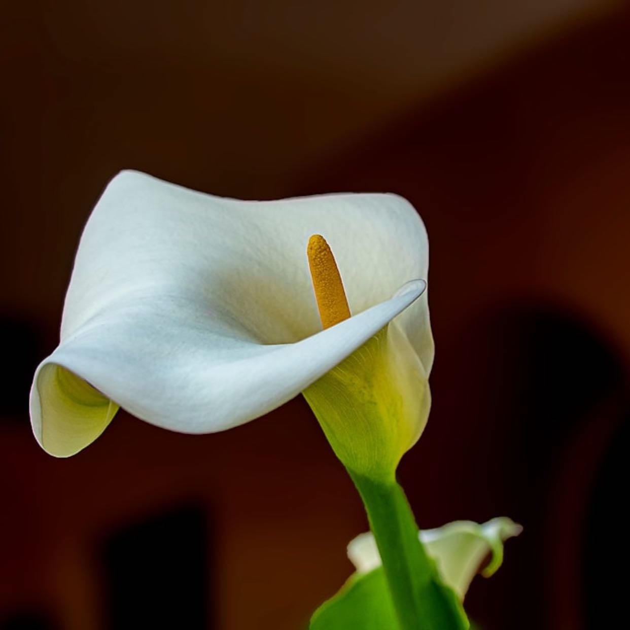 Zantedeschia