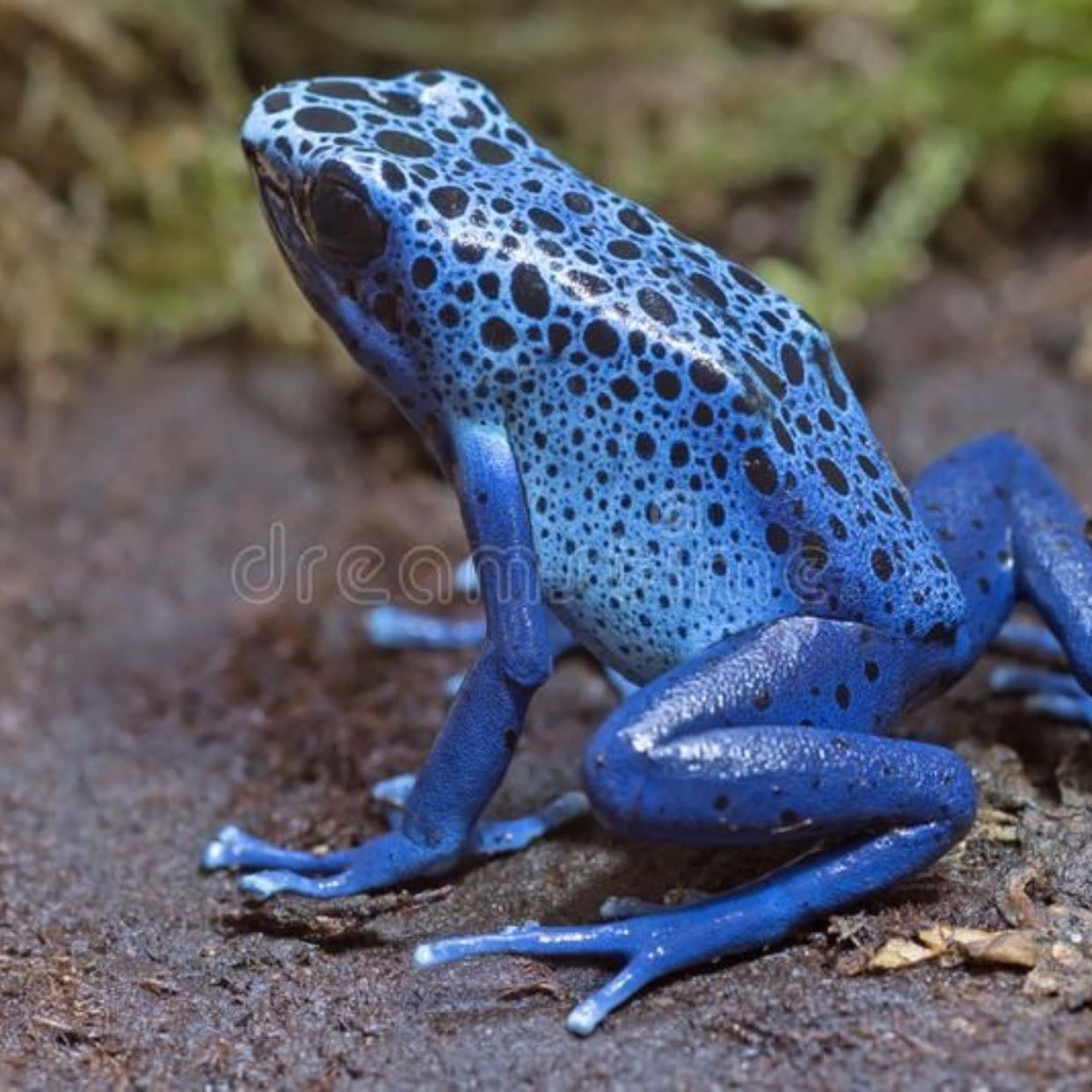 Blue Poison Dart Frog (Dendrobates tinctorius “azureus”)