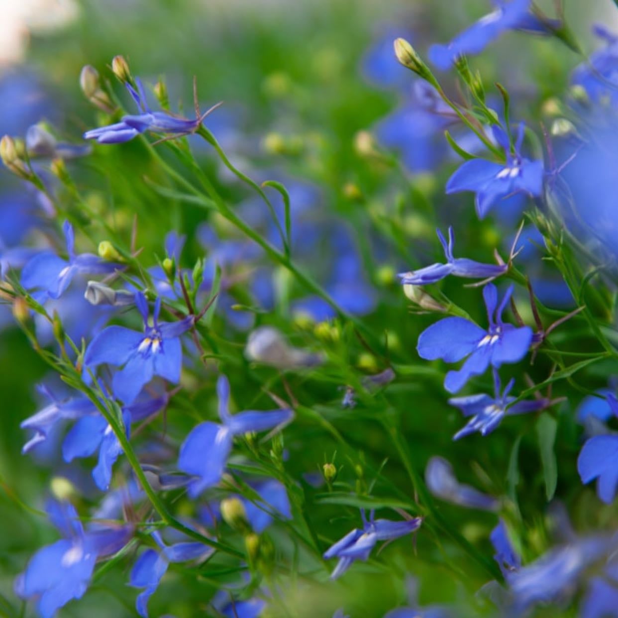 Lobelia