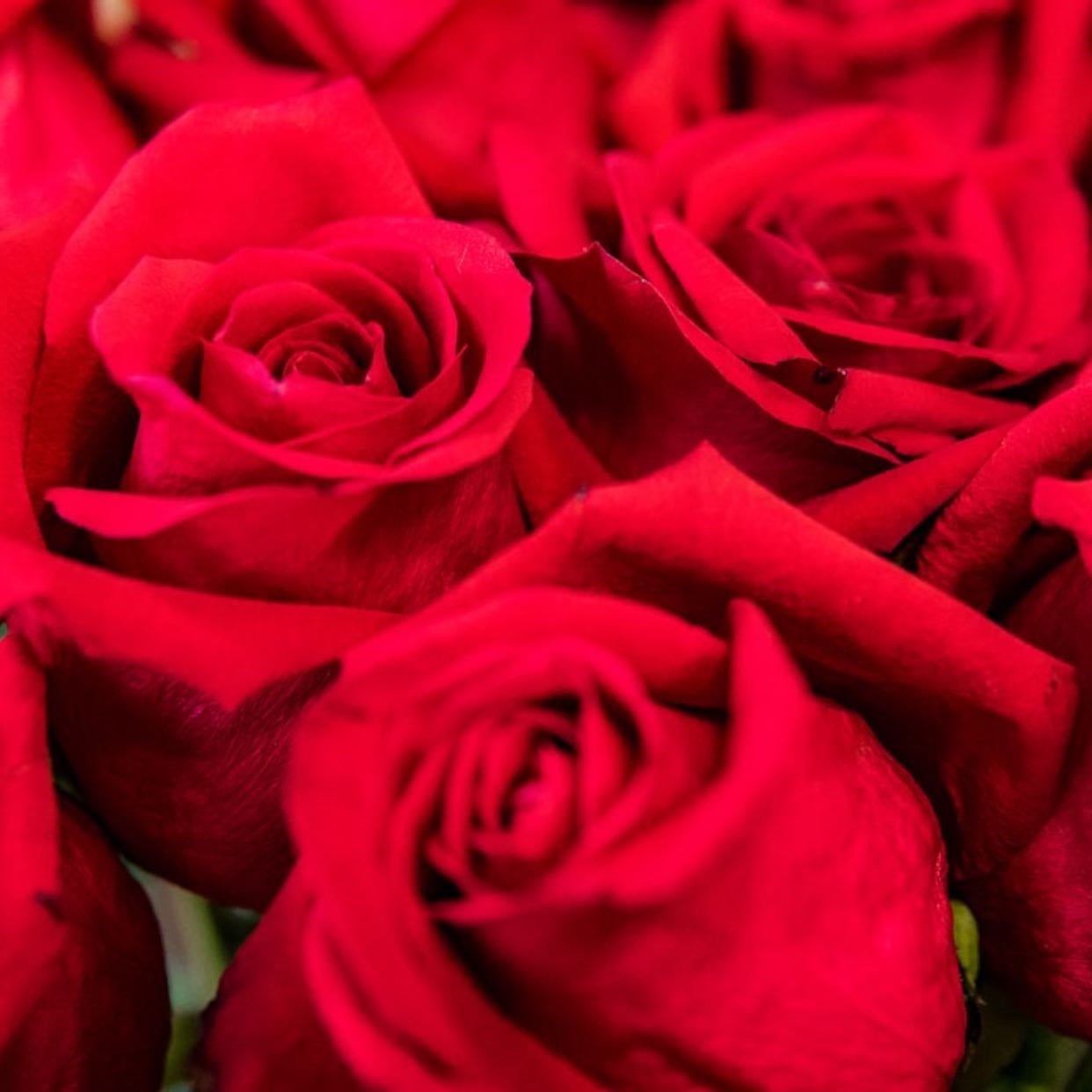 Rosa damascena