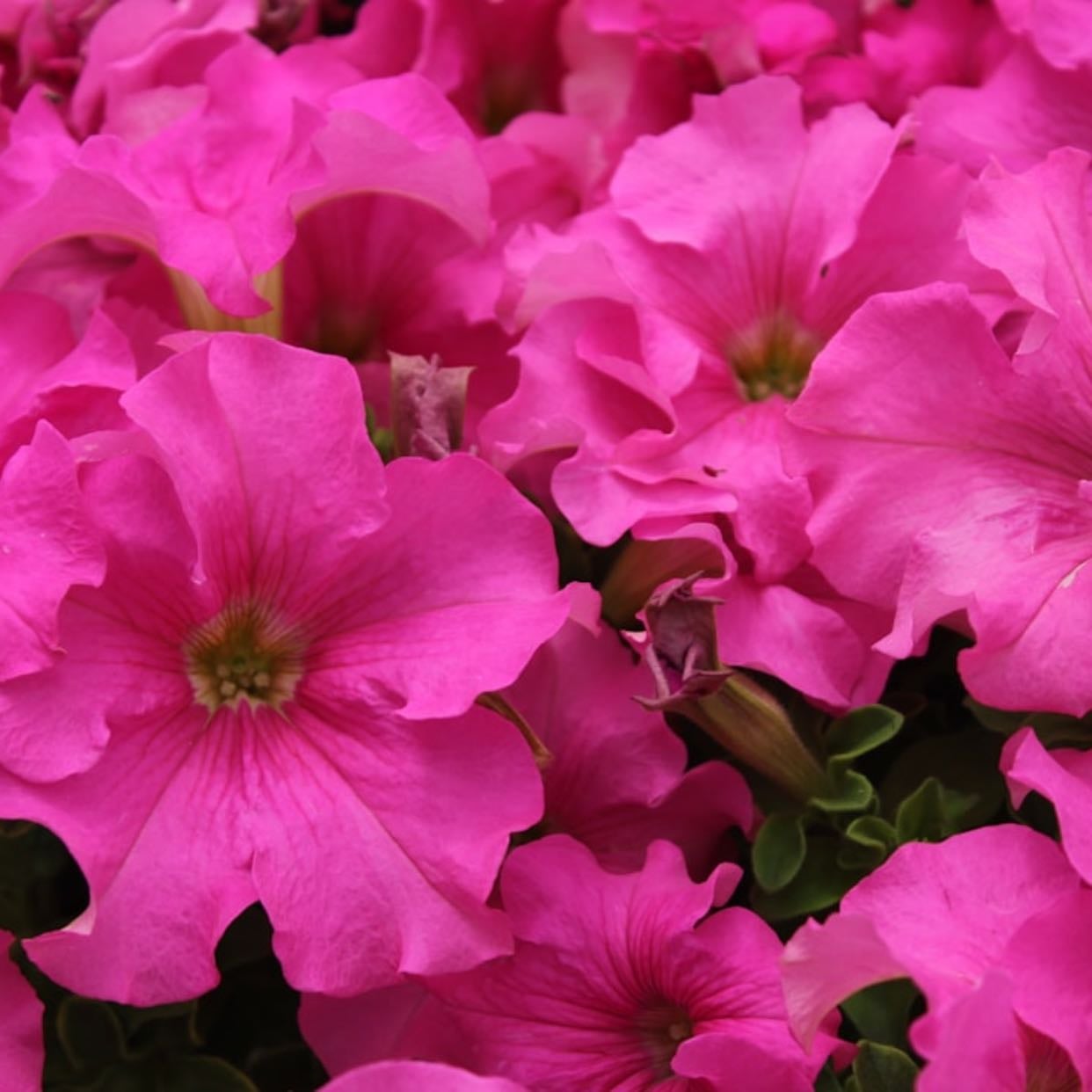 Petunia