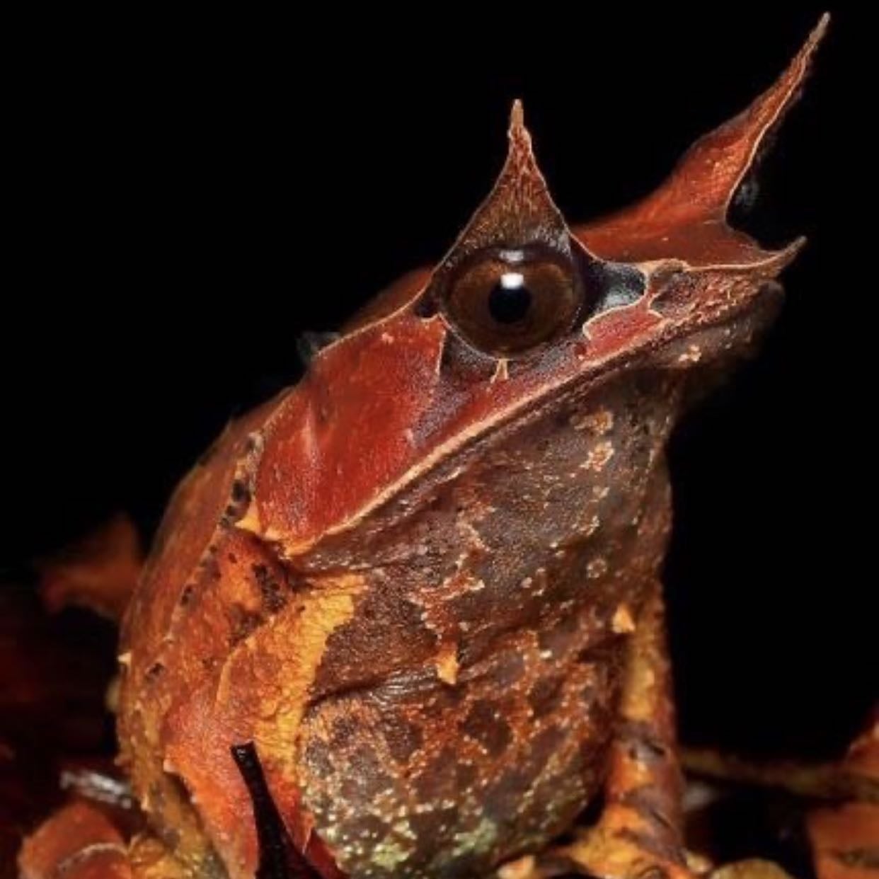 Megophrys nasuta