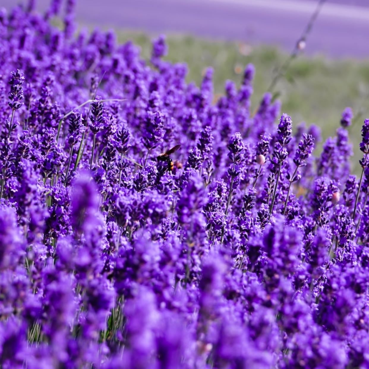 Lavandula angustifolia
