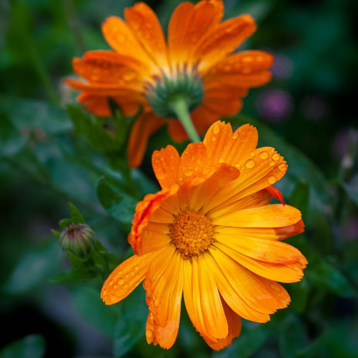 Orange Calendula