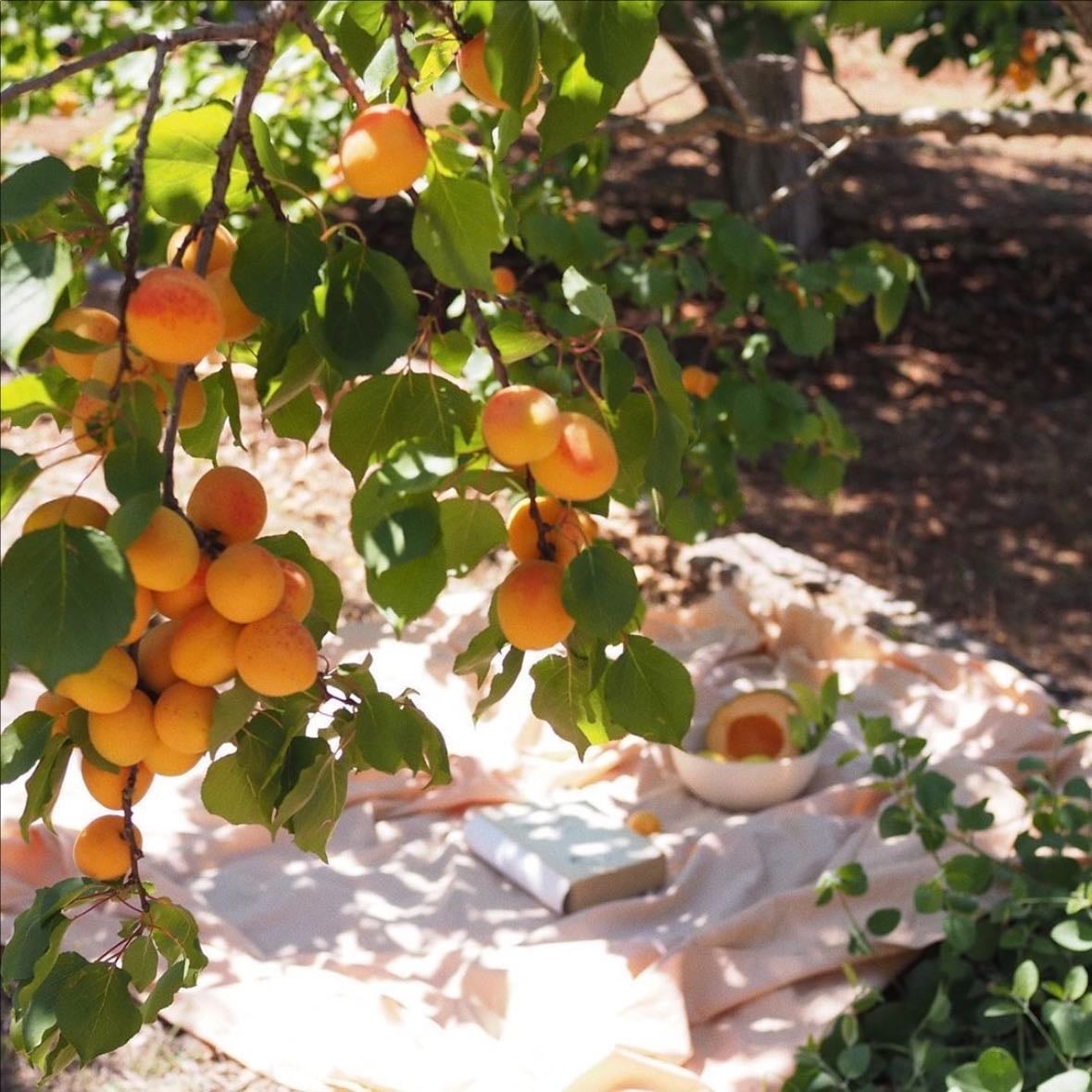 apricot tree cafe