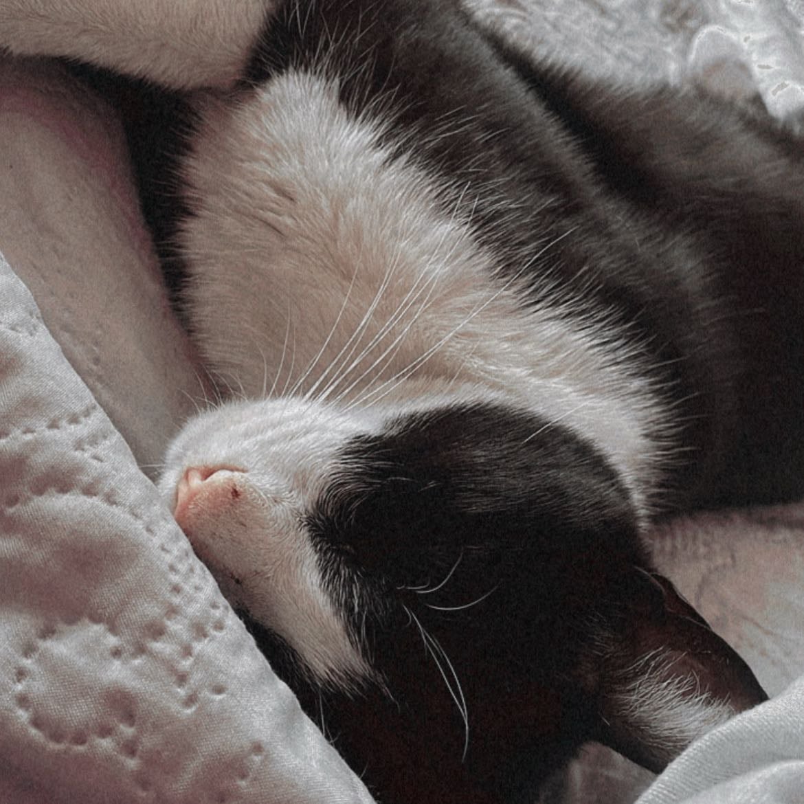 Gato - My baby, my baby.