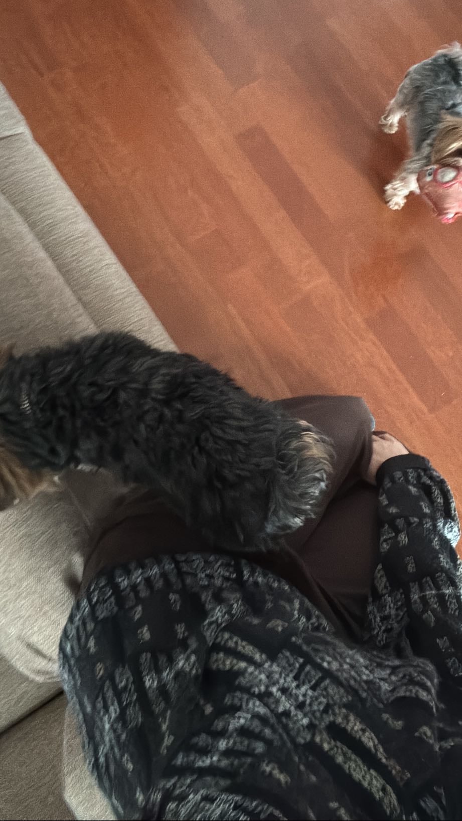 my dogs WANTING to cuddle with me