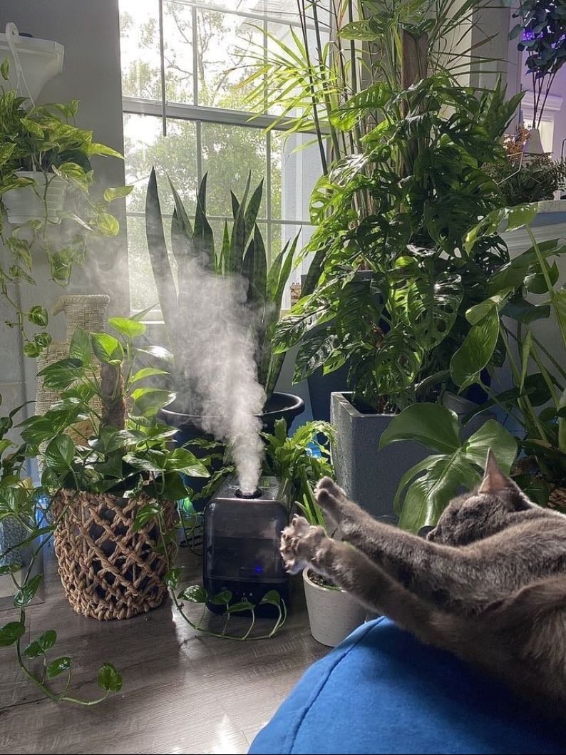 water the plants - 11:20