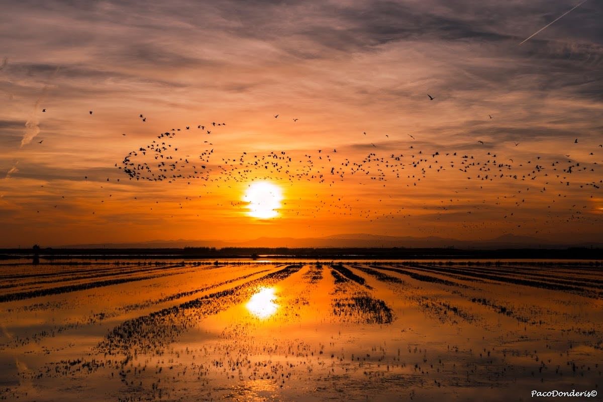 Parque Natural de la Albufera