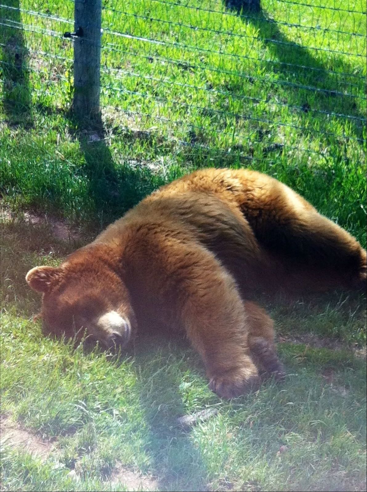 urso - animal