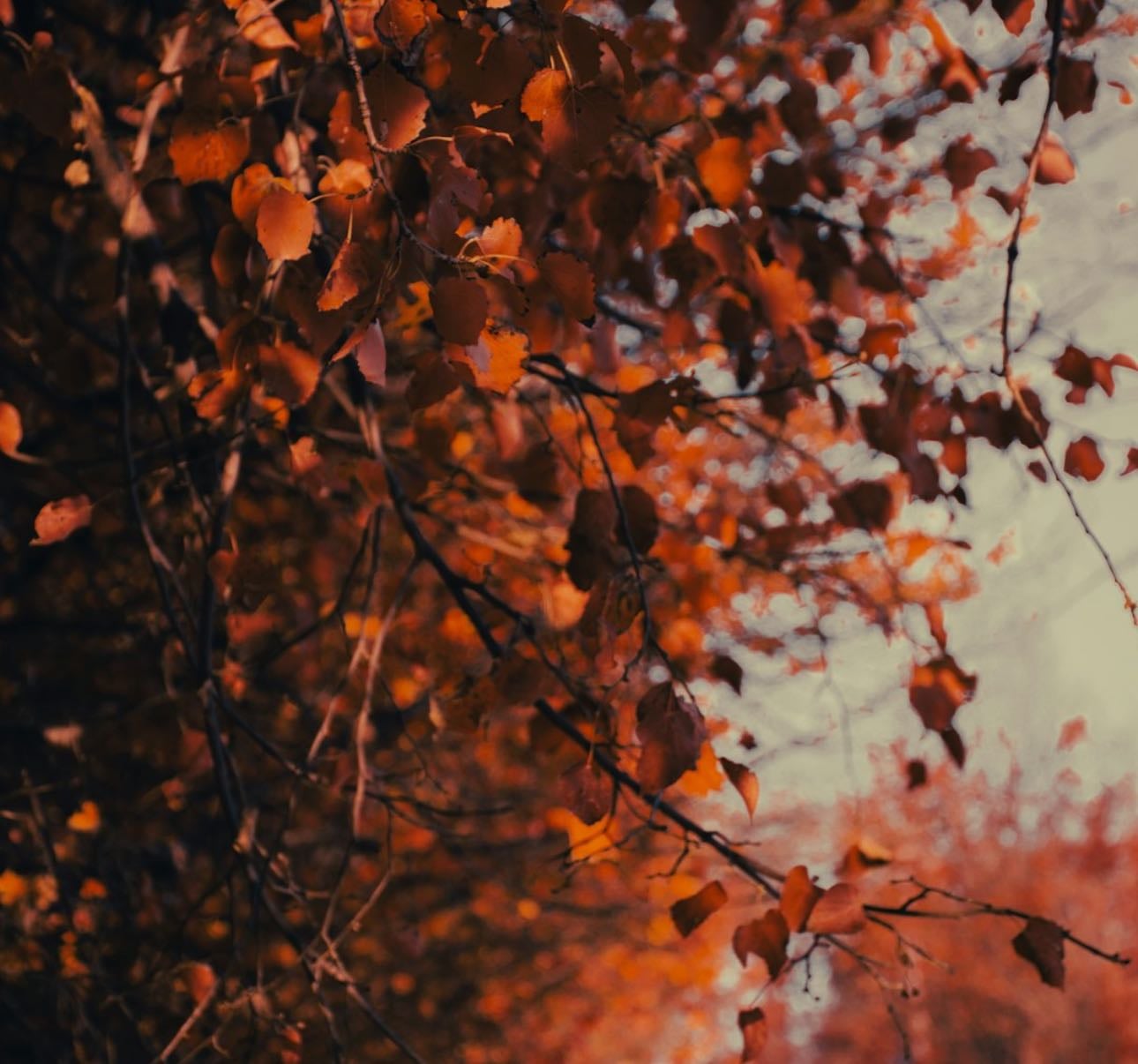 Fall movies 🍂🍁 - Movies hypelist by Ellen Ihnken