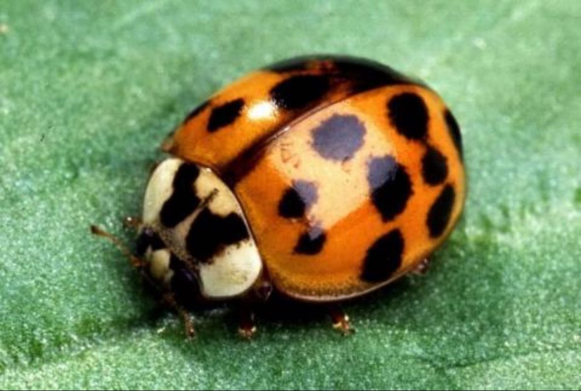 lady bugs