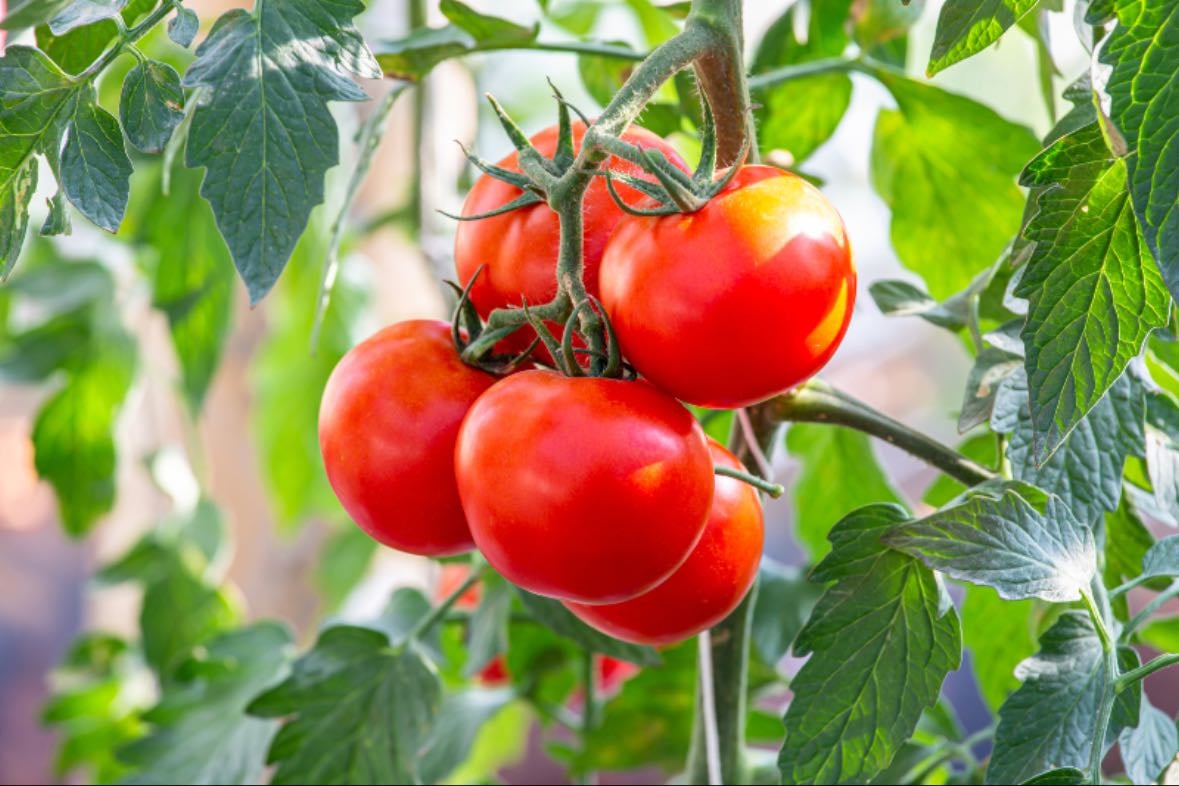 tomatoes