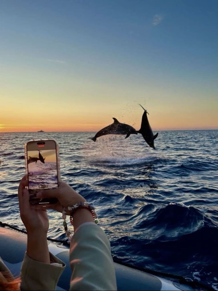 See dolphins