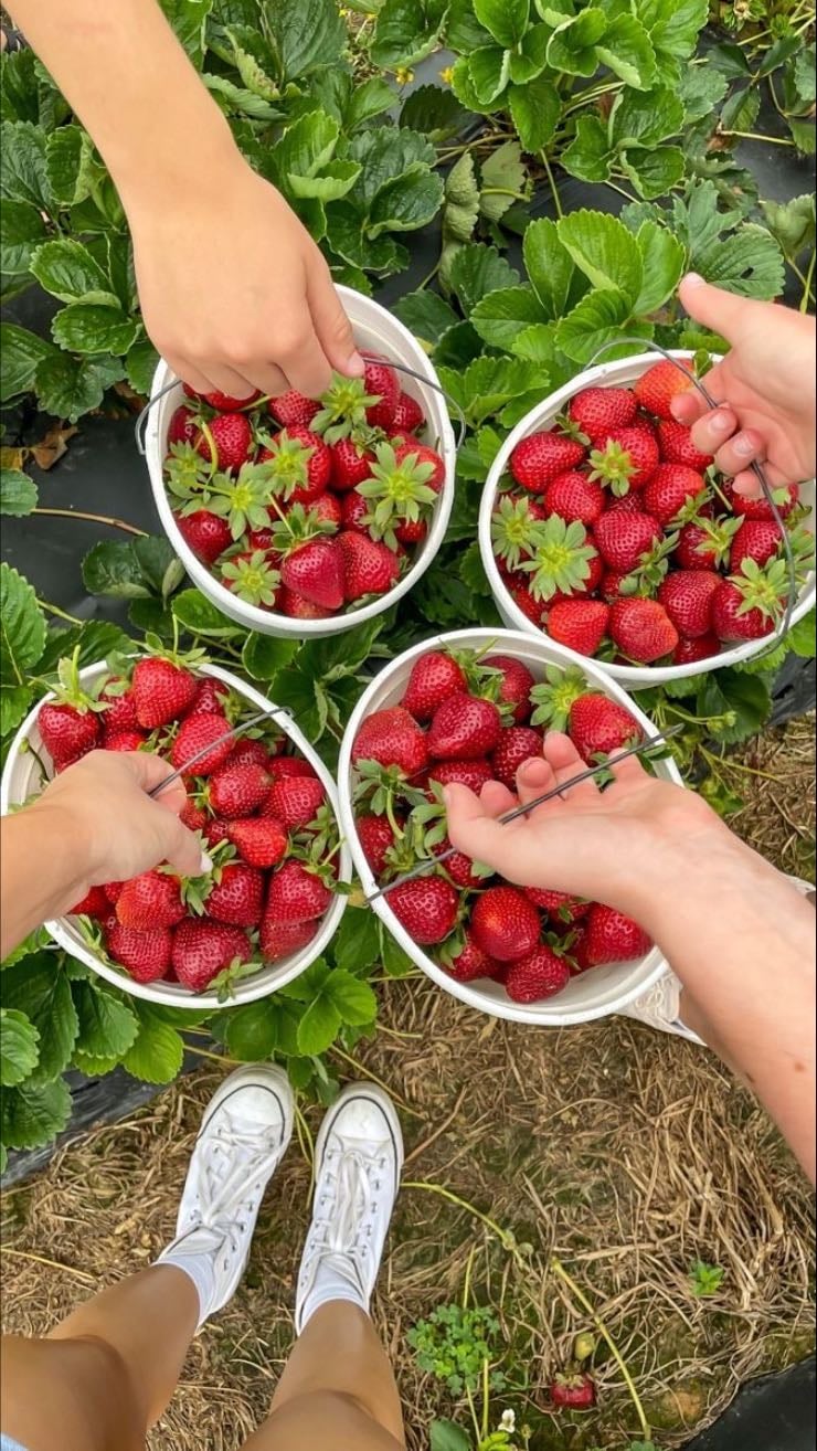 Go strawberry picking