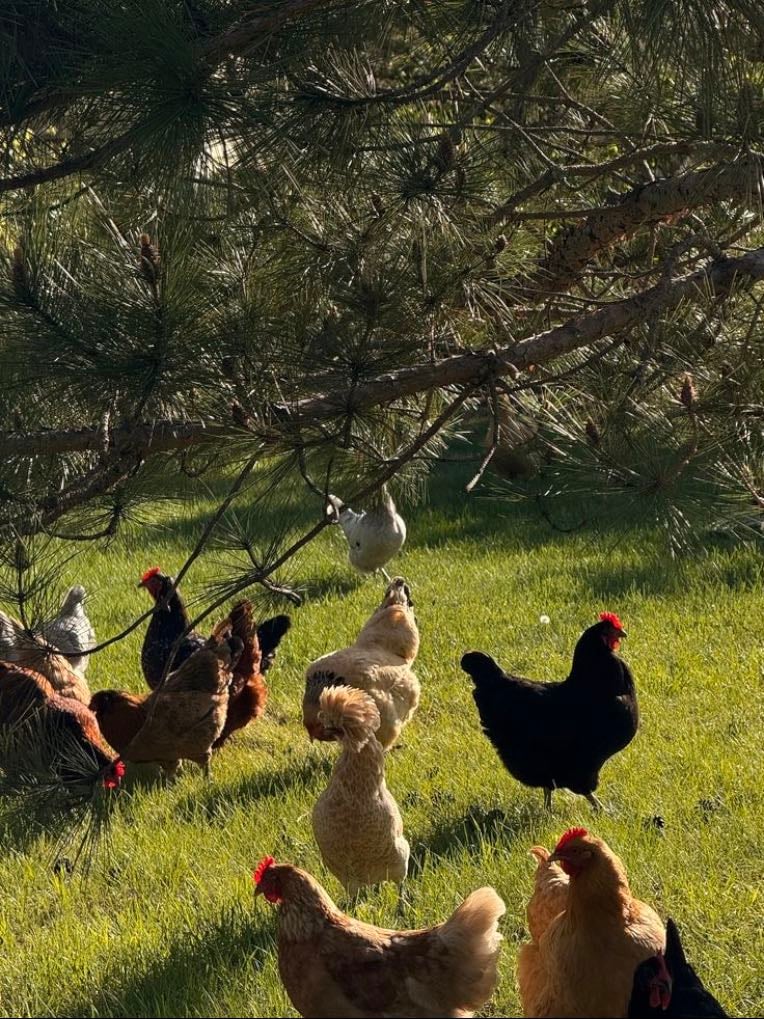 Own some chickens