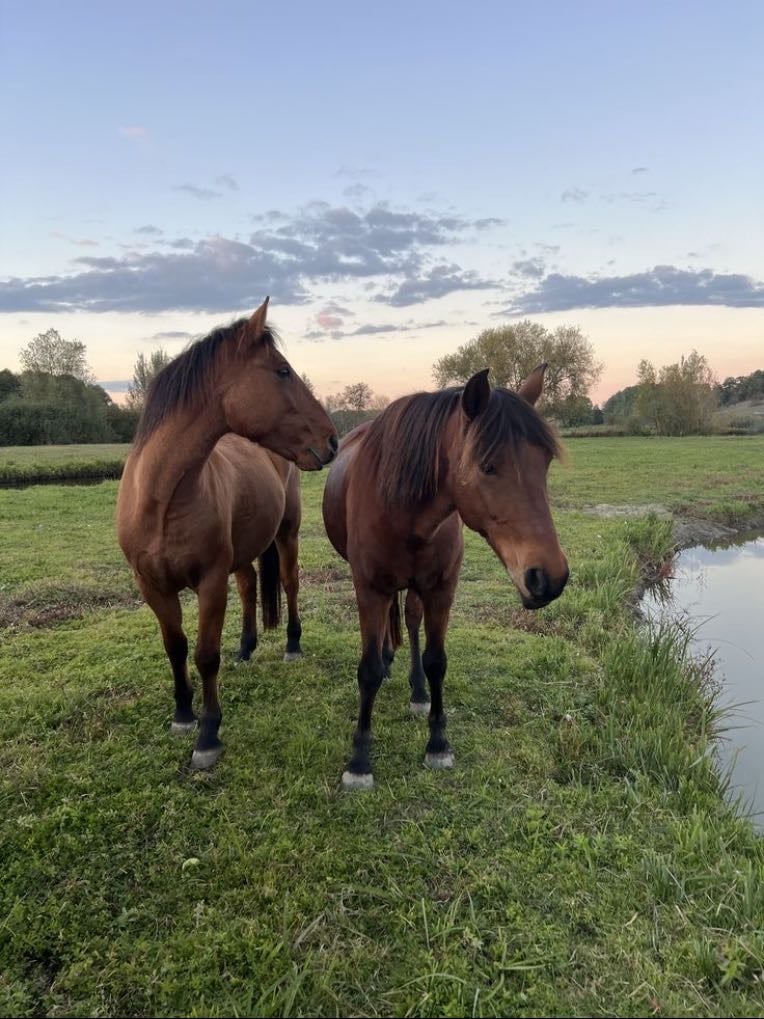 Own a horse
