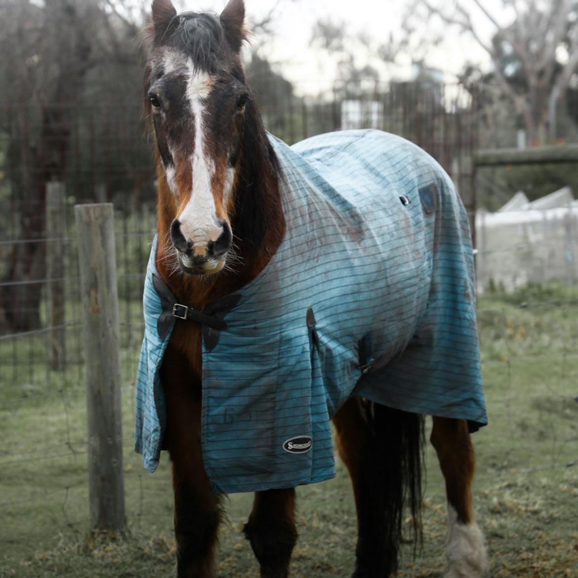 Andar à cavalo livremente