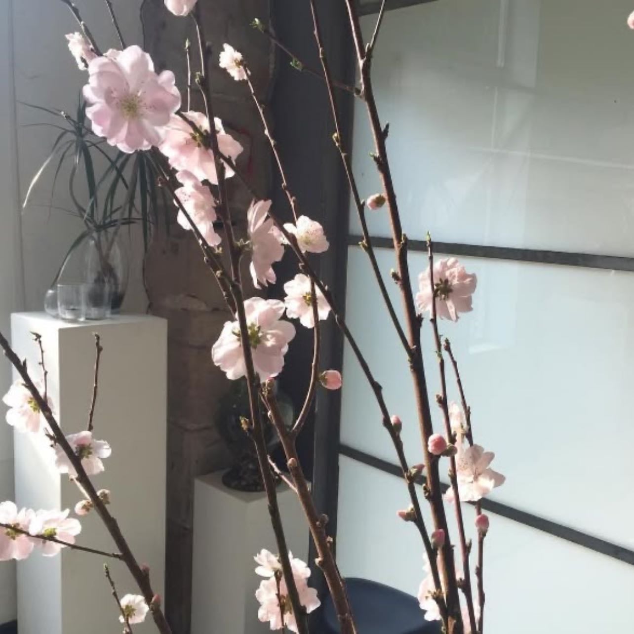 mindset - Spring energy. Ideal for setting goals, building momentum, and trying new things.