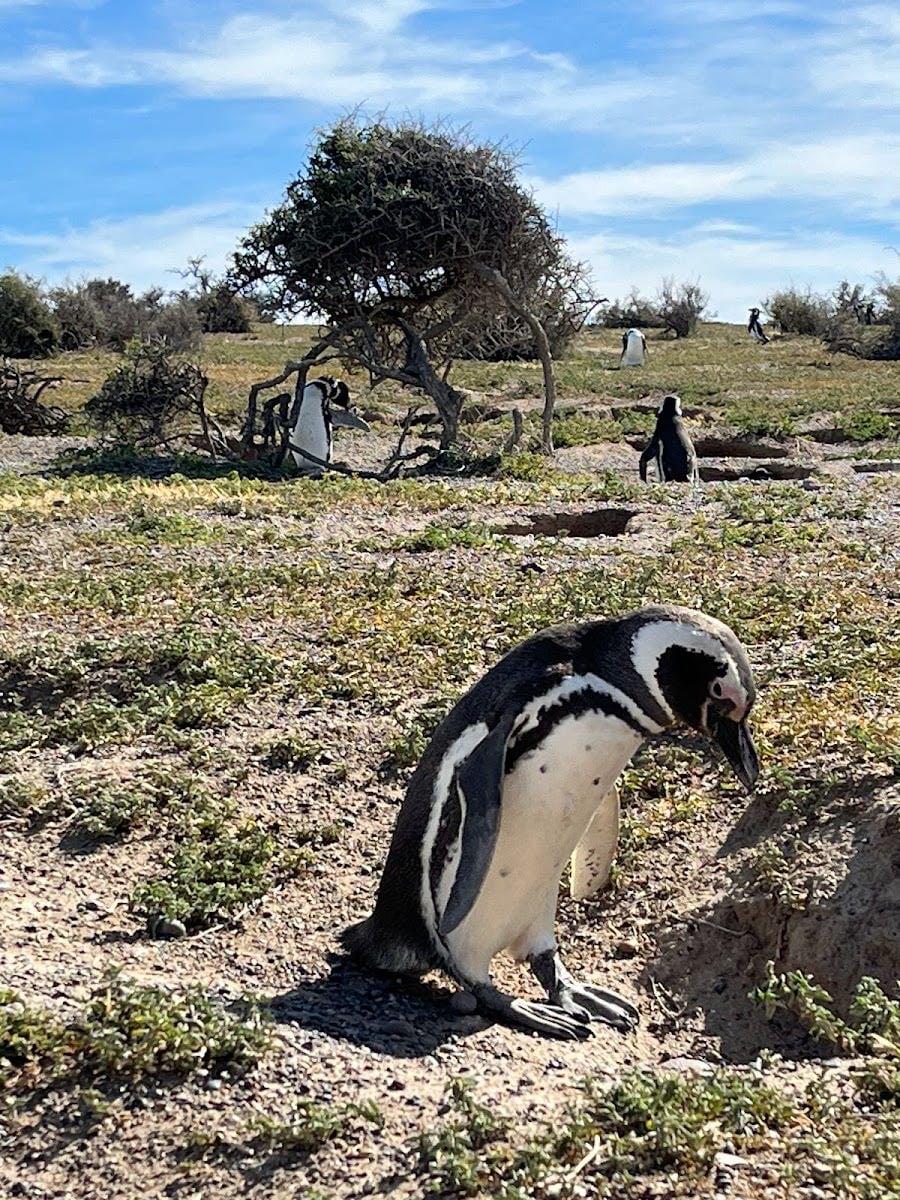 Punta Tombo