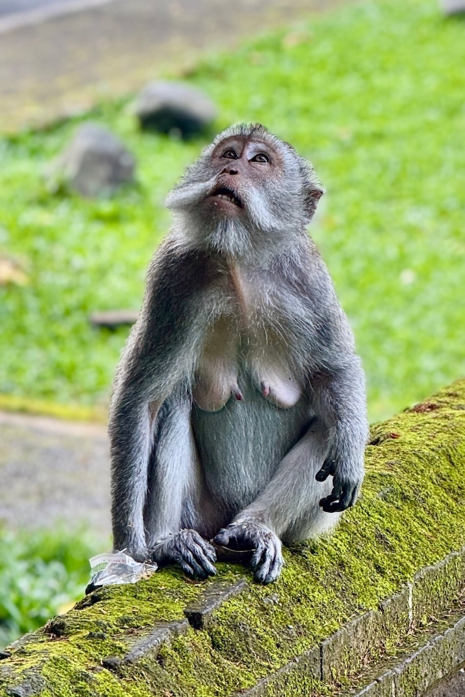 Sangeh Monkey Forest