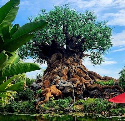 Disney''s Animal Kingdom