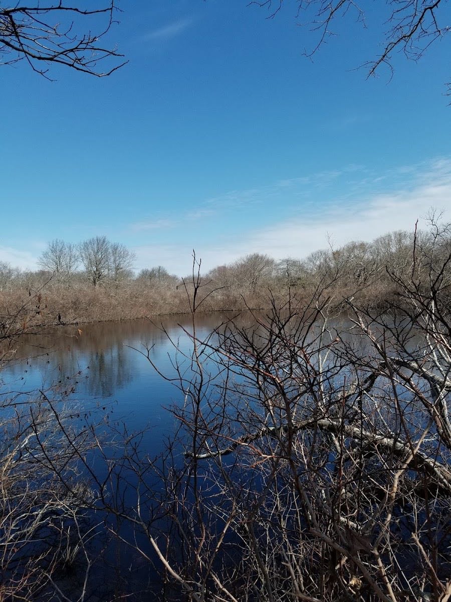 Money Pond