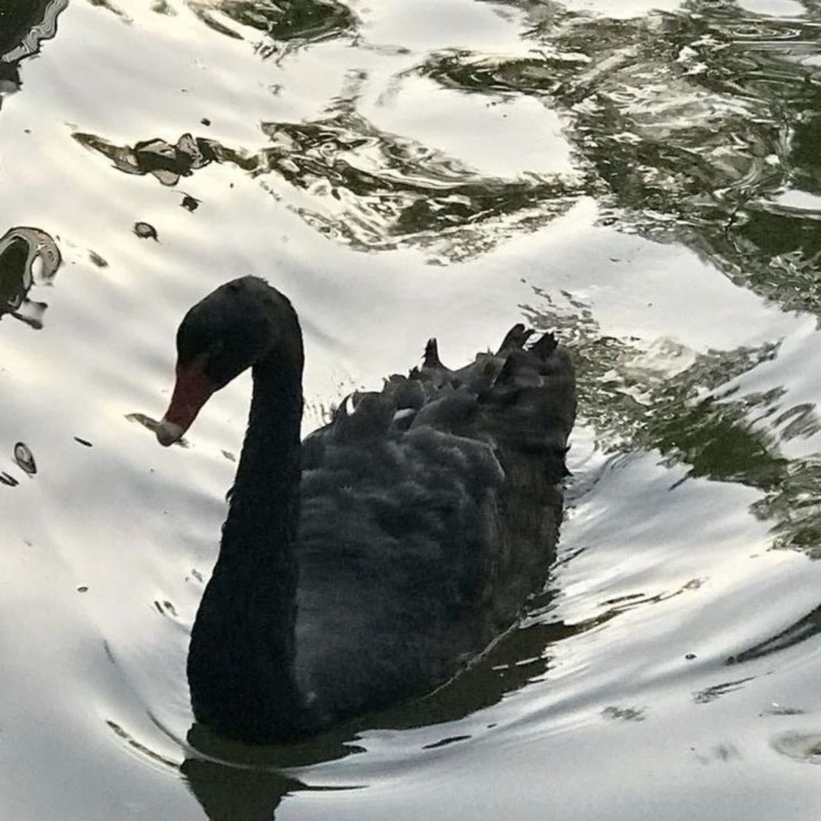 Black Swan - Darren Aronofsky · 2010
