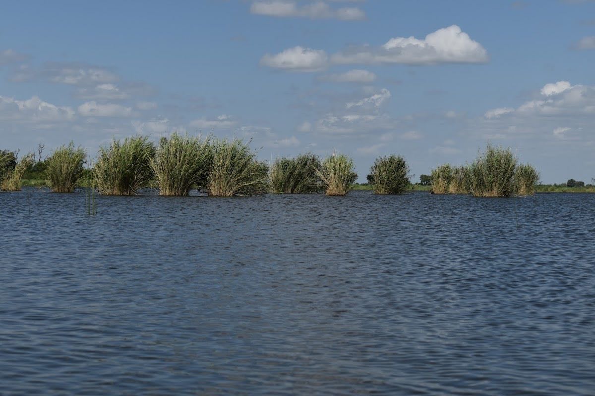 Okavango Delta
