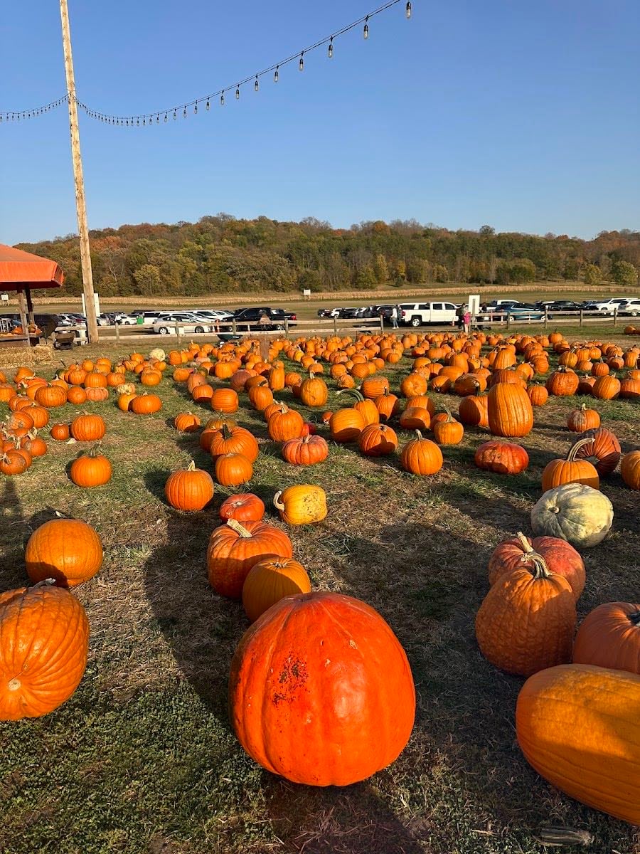 Sever's Corn Maze & Farm Market - Sept 13-Oct 26