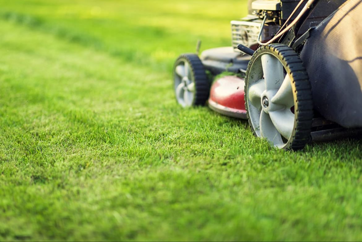 Mowed Grass - Delicious