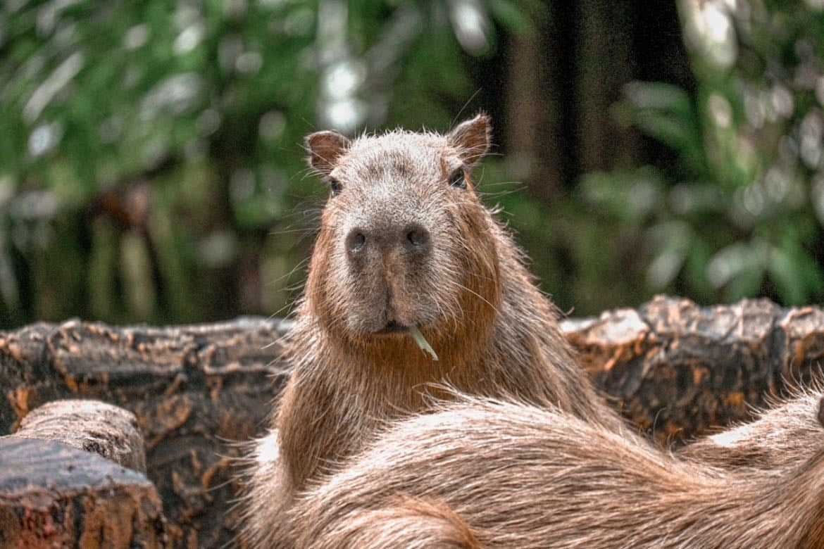 Pet an animal we don’t have in America - I don’t know which one, but I must find one