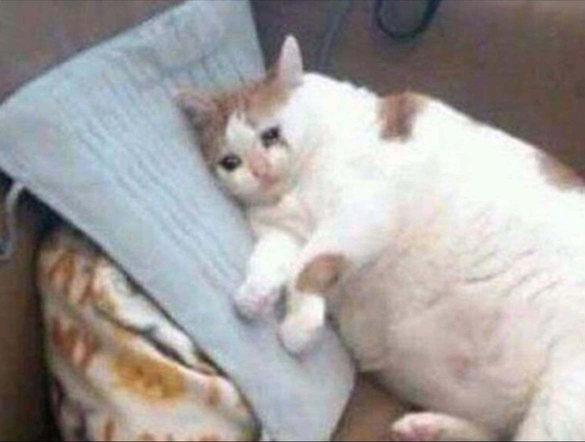 Sad Cat on Pillow
