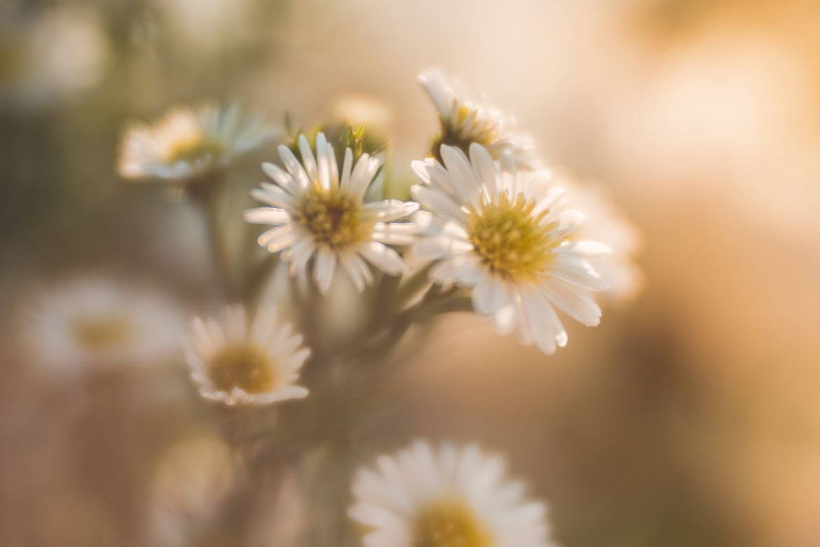 Taking pictures of flowers