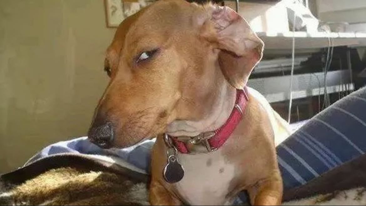 Dog Side Eye