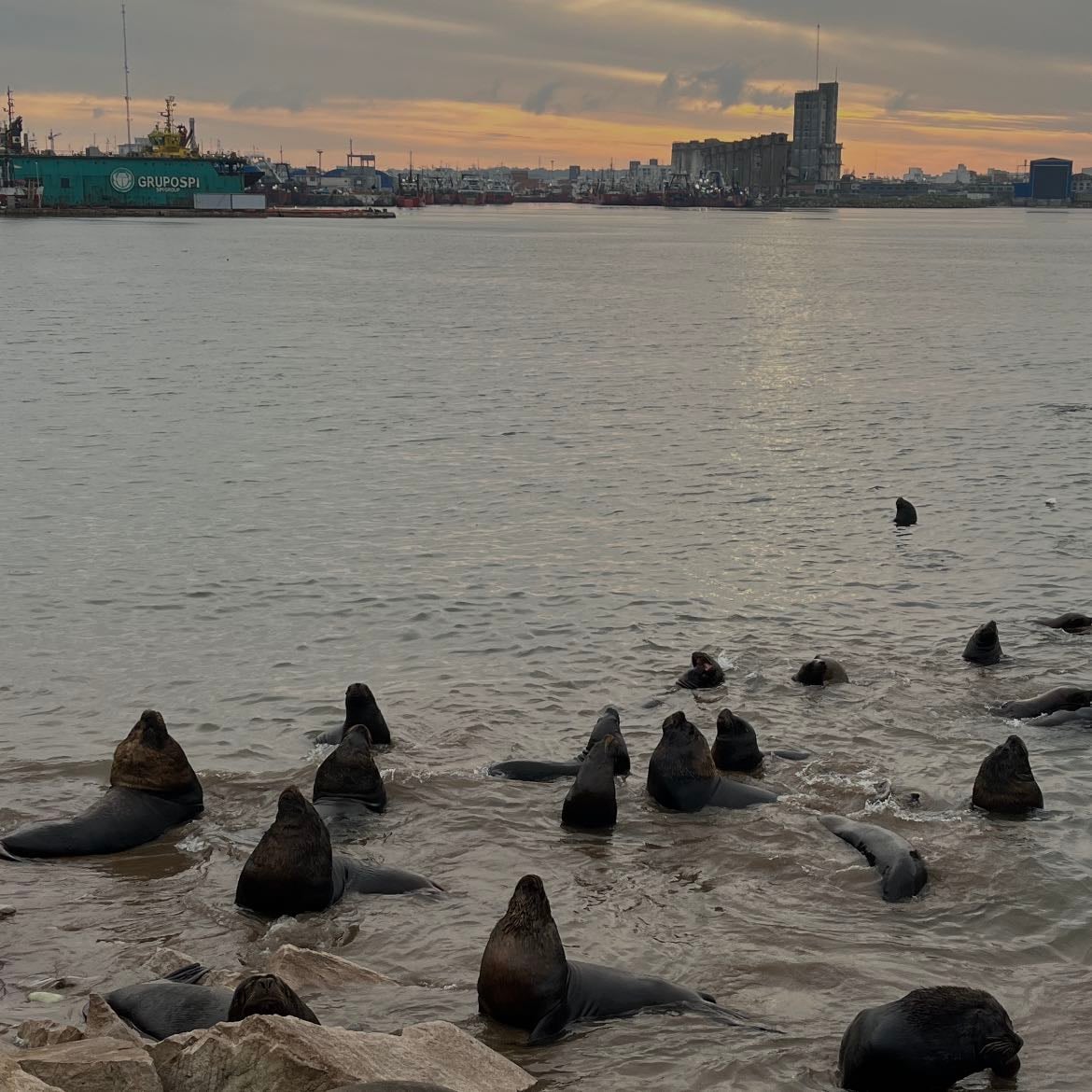 Mar del Plata