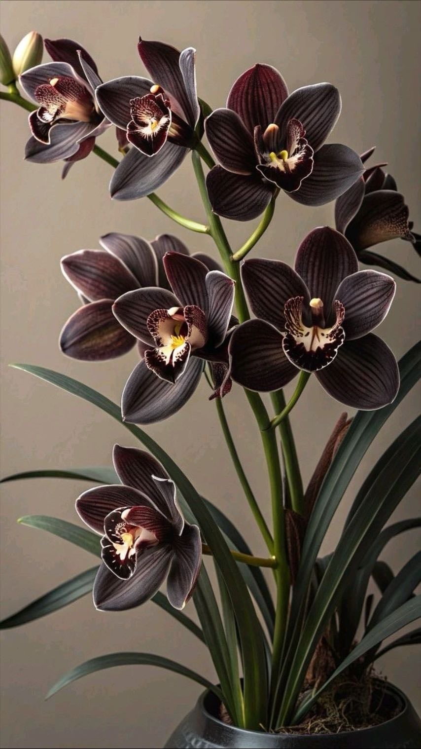 Orchids