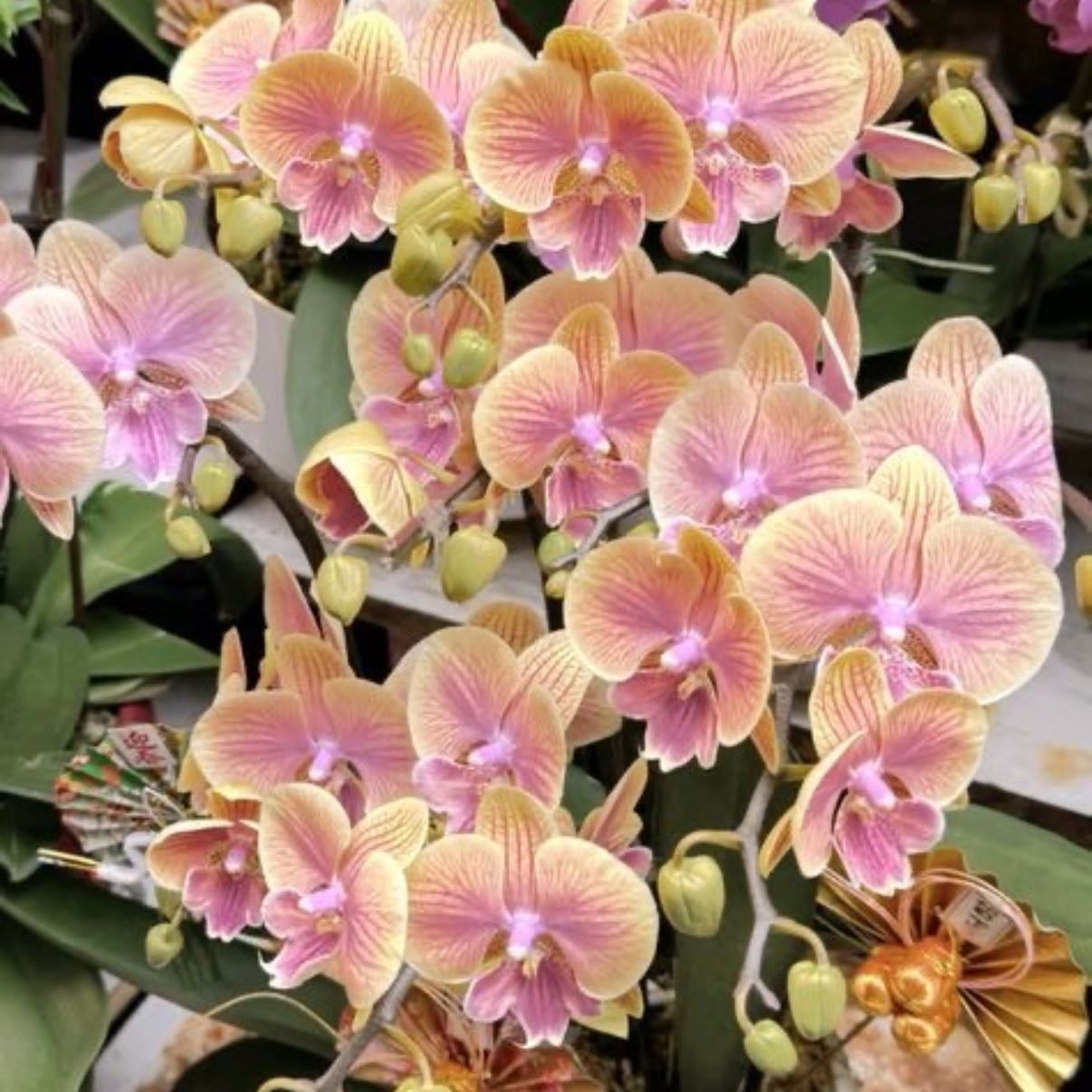 Orchids