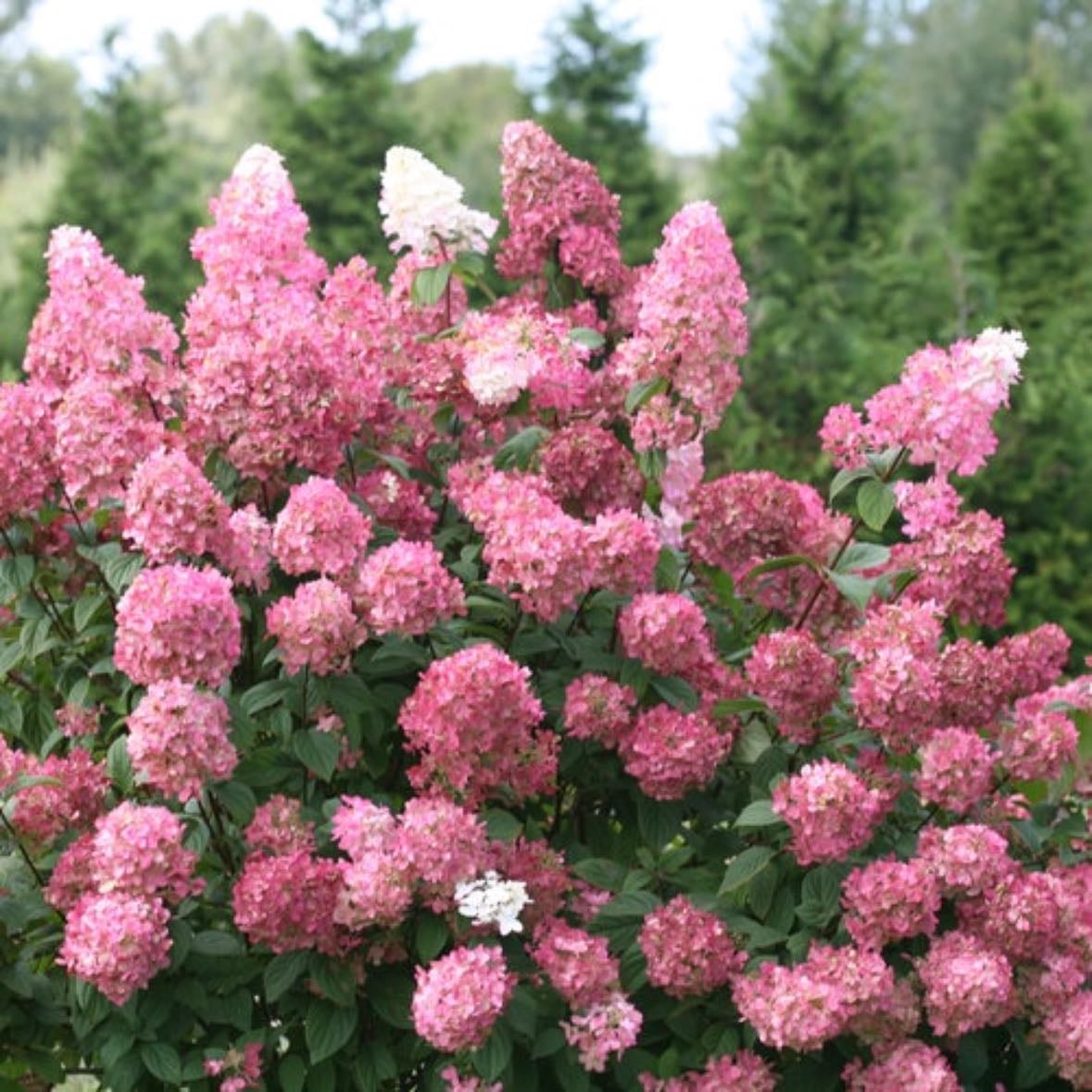 Hydrangeas