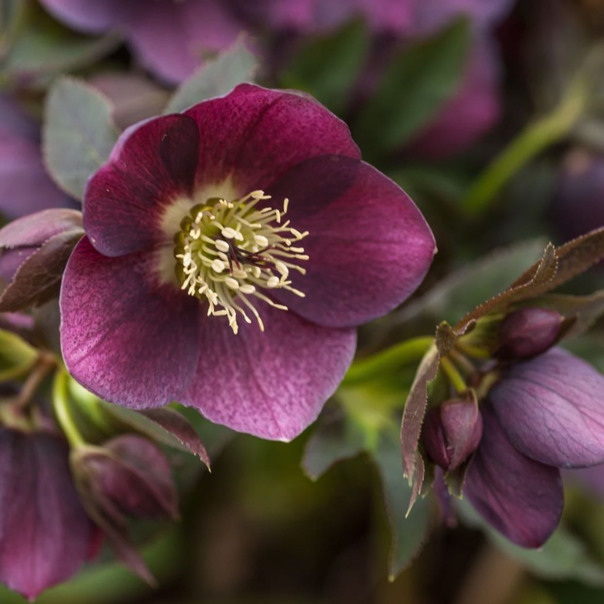 Hellebores - purples, low lying - Easter flowers