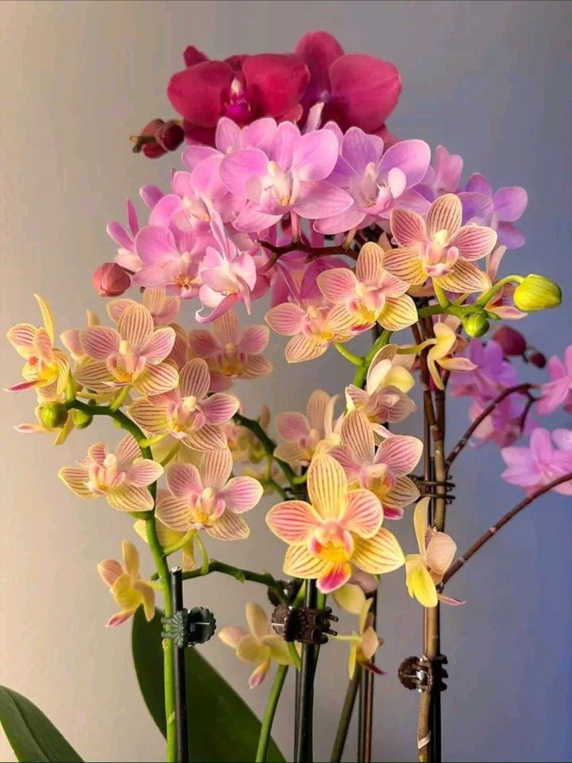 Orchids