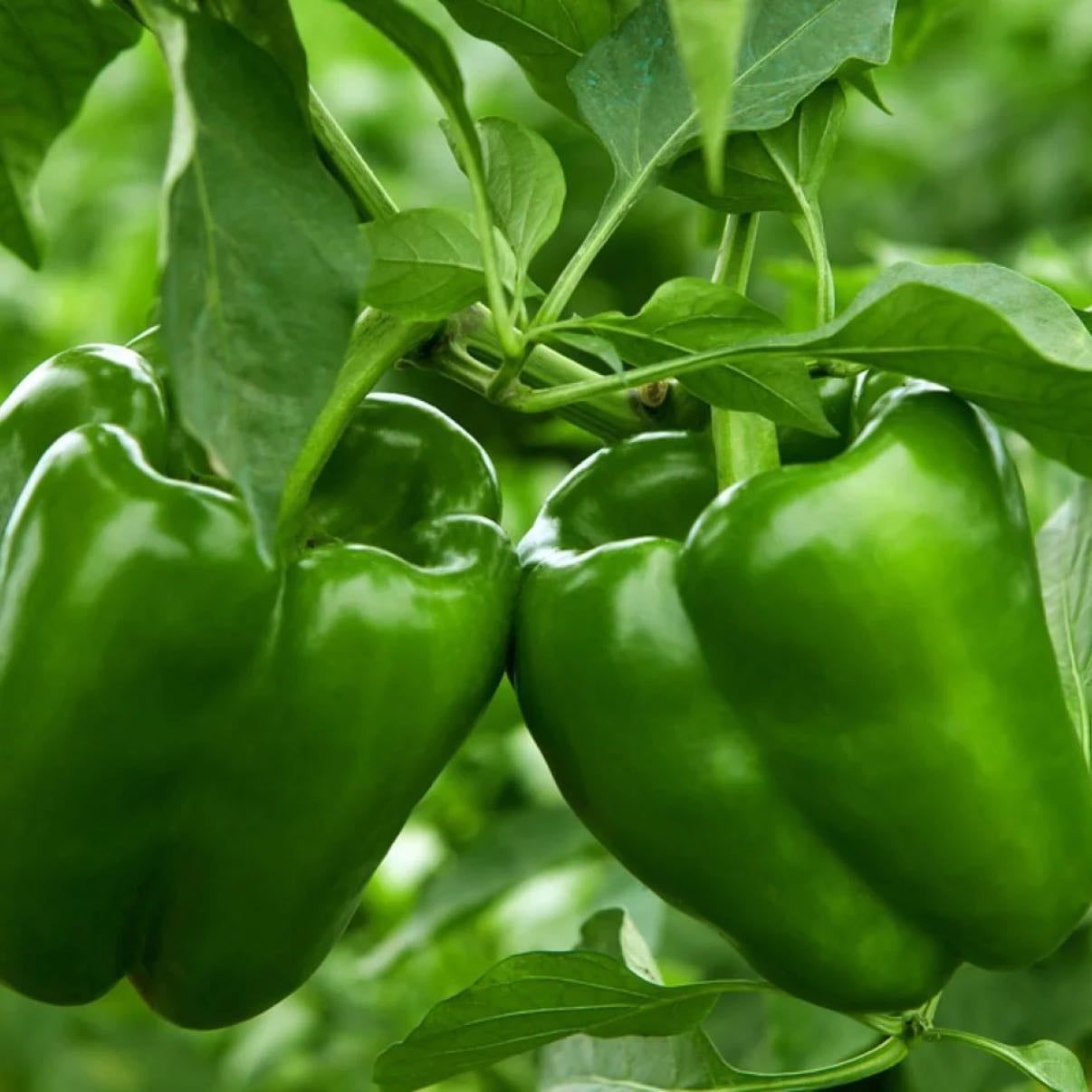Green Peppers