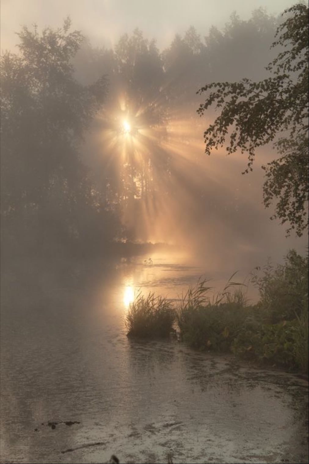 Foggy
