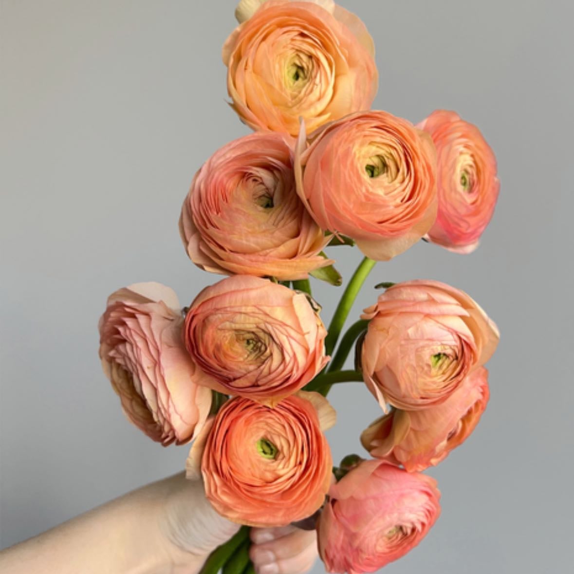 Ranunculus - Large buttercup