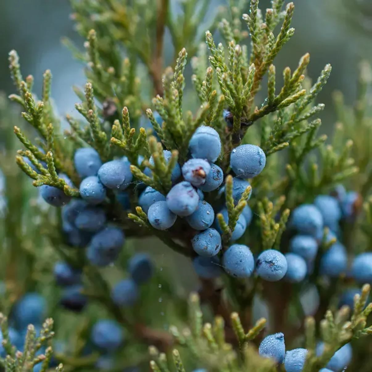 Juniper Berries