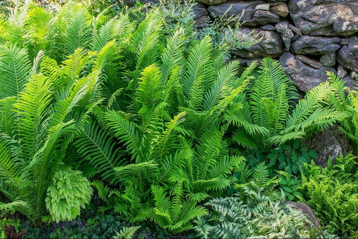 Ferns